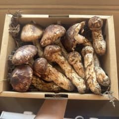 ㉓岩手県産 松茸 詰め合わせ 訳あり500g - メルカリ