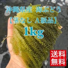 沖縄県産 茎なし 海ぶどう 1kg【生産者直送 A級品】 数量限定値下げ中