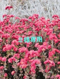 ミ様専用のサムネイル
