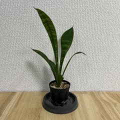 サンスベリアローレンチー 観葉植物 抜き苗　⑫のサムネイル