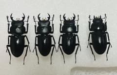 希少】ホロメタリクス チリクワガタ 標本 コガシラクワガタ セット