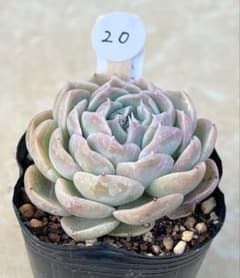 20.(つむぎ×ラウリンゼ×ざわわ)×ブルーベリームーンのサムネイル