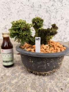 送料無料】15年物 岩松 イワヒバ 岩ヒバ 盆栽 山野草 高山植物 609②