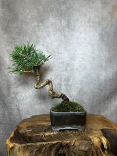 幹捻転‼️】黒松 盆栽 小品盆栽 ミニ盆栽 豆盆栽 (五葉松 真柏 長寿梅