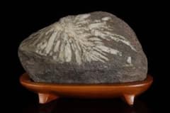 菊花石 菊紋石 一輪 白菊 台座付 2.2kg 鑑賞石 原石 水石 盆石 飾石