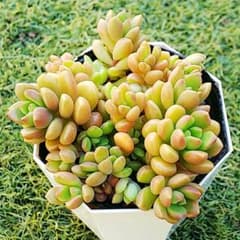 多肉植物　だるま姫秀麗×スプリングワンダー　小梅　抜き苗のサムネイル
