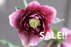 ♡広瀬園芸♡DDクリムゾンレッド 極上 ソレイユ系 - メルカリ