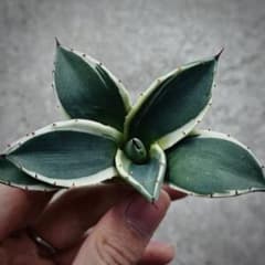 み*ん様 多肉植物・アガベ・吉祥天錦白腹輪・特選美株 多肉植物・アガベ・吉祥天錦白腹輪・特選美株 - メルカリ