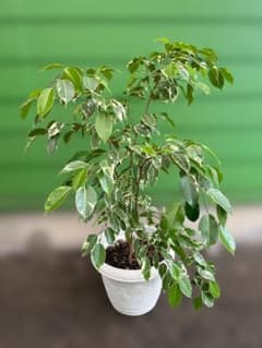 フィカス ベンジャミン 斑入り 観葉植物 鉢植え② 手渡し限定です！！のサムネイル
