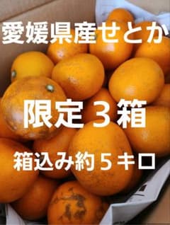 愛媛県産みかん　みかん　せとか　家庭用　訳ありのサムネイル
