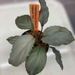 ⑨増殖株 Homalomena sp.Platinum Frill ホマロメナのサムネイル