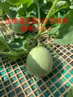 摘果メロン 子メロンのサムネイル