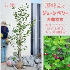 超絶品。ジューンベリー大株立ち2.0M(鉢底から)品番F - メルカリ