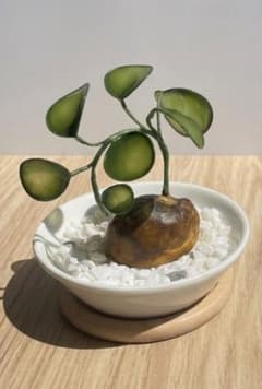 透明感のあるガラス風ミニ観葉植物｜ディップアート｜北欧インテリアにのサムネイル
