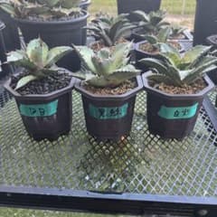 アガベ チタノタ 3株セット 鉢ごと発送 - メルカリ
