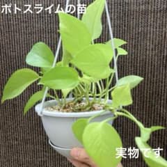 ネコポス発送】ポトスライムの苗 - メルカリ