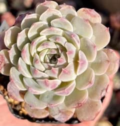 E.多肉植物　ピンウィール　エケベリア　韓国苗のサムネイル