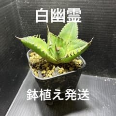 GW数量限定 アガベ チタノタ 白幽霊① 安心の発根済 鉢植え発送 - メルカリ
