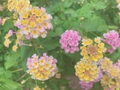 みーみ様専用コーヒークレンズ2箱のサムネイル