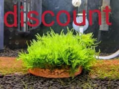 ウイーピングモスのサムネイル