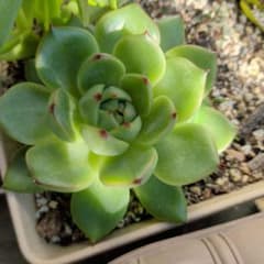 多肉植物 エケベリア 札落ち 抜き苗 - メルカリ