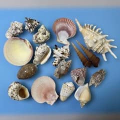 貝殻セット　インテリア　ハンドメイド　夏休みの工作にものサムネイル