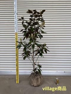 送料込み　リトルジェム　タイサンボク　形状良　庭木　人気　植木　常緑樹のサムネイル