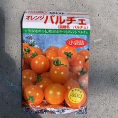 オレンジパルチェ　プチぷよ　挿木小苗のサムネイル