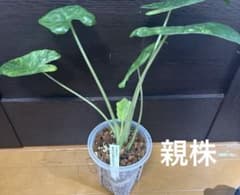 アロカシア オドラ バリエガータ バティック 芋のサムネイル