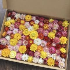 花No.080 ヘリクリサム ドライフラワー ミックス系 訳ありのサムネイル