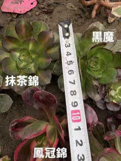 アエオニウム 3種法師錦セット - メルカリ