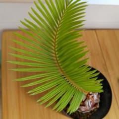 黄金葉　ソテツ　蘇鉄 [奄美大島産]のサムネイル