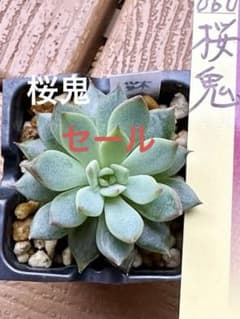 ミックスベリア 桜鬼 おらいさん 根付き苗 4センチポット - メルカリ