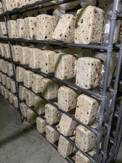 廃菌床　菌糸ブロック　崩れ50Lのサムネイル