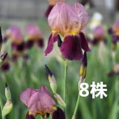ジャーマンアイリス　　8株のサムネイル