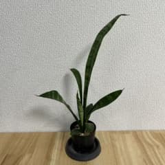 サンスベリア ローレンチー 観葉植物 抜き苗　⑧のサムネイル