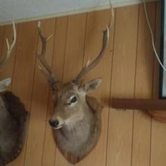 ニホンジカの剥製 壁掛け - メルカリ