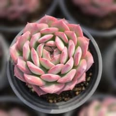 Top【選抜株】多肉植物 363489デザート ローズ 10個 鉢無し/脱土