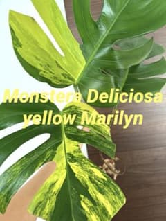 超希少】モンステラ デリシオーサ イエローマリリン トップカット大株