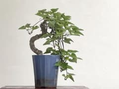 三河盆栽　ウマノスズクサ　馬の鈴草　盆栽のサムネイル