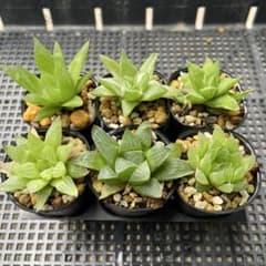 多肉植物 ハオルチア 札落ち6個セット 抜き苗のサムネイル