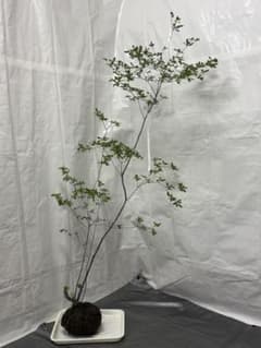 山採りアブラツツジ 8/3アブラ②H160cm W70cm 22 山採りアブラツツジ 8/3アブラ②H160cm W70cm 22 - メルカリ