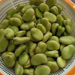 そら豆　むき身　400グラム　農薬不使用のサムネイル