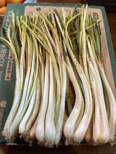沖縄産　島らっきょう　2kgのサムネイル
