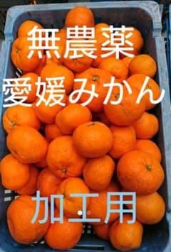 愛媛県産 無農薬みかん(加工用)１０kgのサムネイル