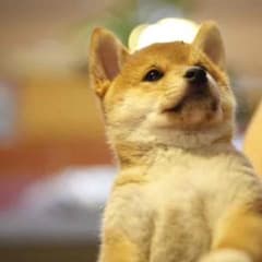 ちゃこ様専用のサムネイル