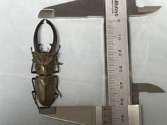 【WF2】カナリクラトゥスホソアカクワガタ♂ 54.5mm 標本用死虫 クワガタのサムネイル