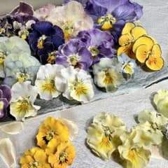 フリルビオラ／超お買い得BOXのサムネイル