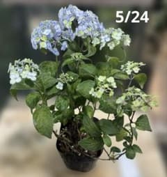 山アジサイ 津江小でまり つえこでまり 3.5寸ポットごと 苗 植物 本日
