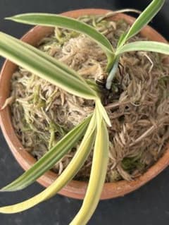 T*i様 富貴蘭(無銘)覆輪縞のサムネイル